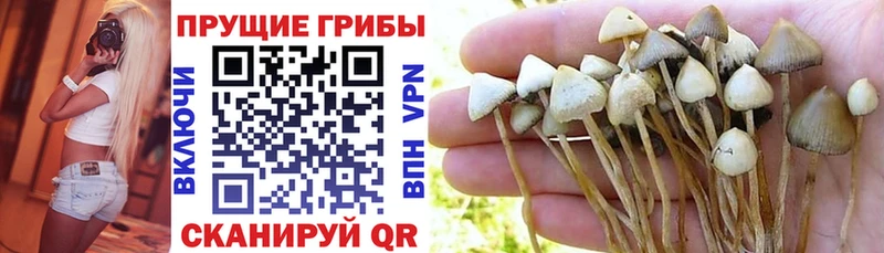 Купить  Тында  Псилоцибиновые грибы Psilocybe 